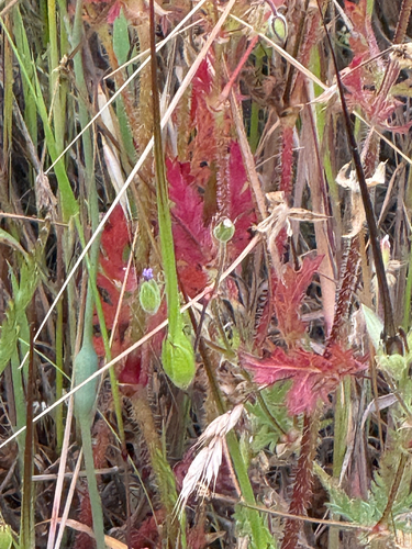 iNaturalist observation photo of Mediterranean Stork's-bill