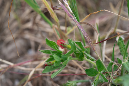 Lotus tetragonolobus, photograph 5