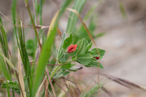 Lotus tetragonolobus, photograph 4