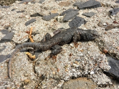 Sceloporus torquatus melanogaster