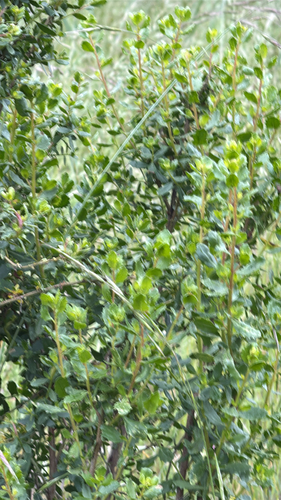 iNaturalist observation photo of coyote brush