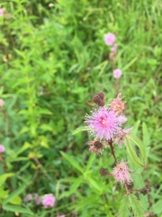 Mimosa xanthocentra xanthocentra