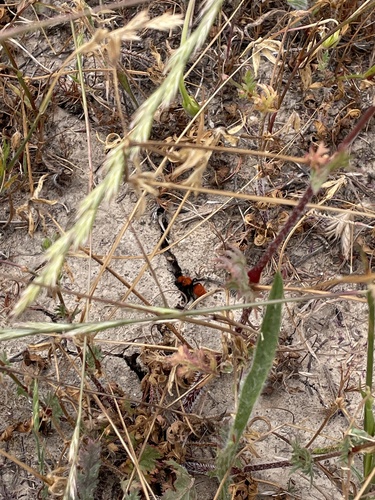 iNaturalist observation photo of Spider Wasps, Velvet Ants, and Allies