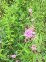 Mimosa xanthocentra xanthocentra