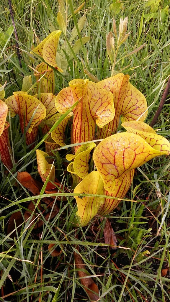 Catesby's Pitcher Plant
