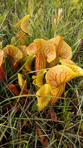 Sarracenia X catesbaei