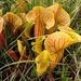 Sarracenia × catesbaei - Photo (c) packscout,  זכויות יוצרים חלקיות (CC BY-NC), הועלה על ידי packscout
