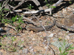 Uta stansburiana