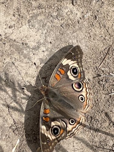 iNaturalist observation photo of Gray Buckeye