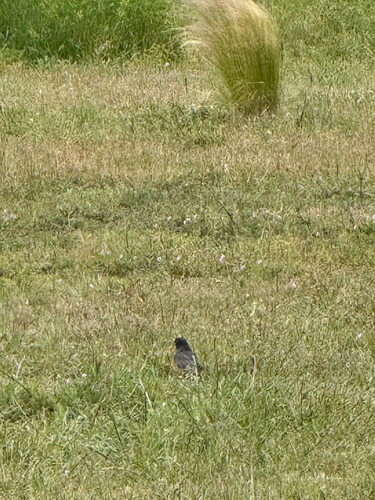iNaturalist observation photo of American Robin