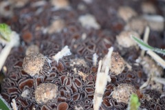 Fungi