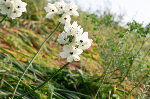 Ornithogalum arabicum, photograph 3