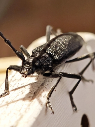 Capricorn beetle
