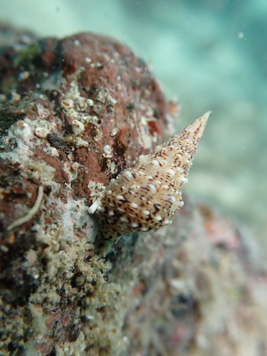 Cerithium maculosum observed 2026-04-30
