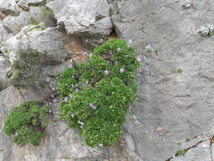 Lomelosia variifolia, photograph Eleftherios Katsillis, CC BY, iNaturalist via GBIF