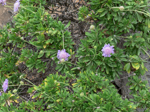 Lomelosia variifolia, photograph 5