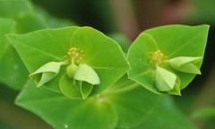 Euphorbia rothiana