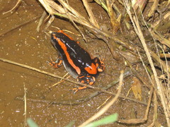 Phrynomantis bifasciatus