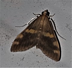 Rehimena surusalis