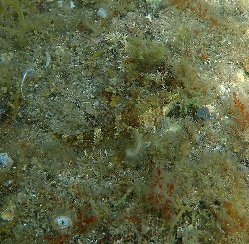 Tripterygion tripteronotum