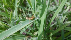 Dichromorpha elegans