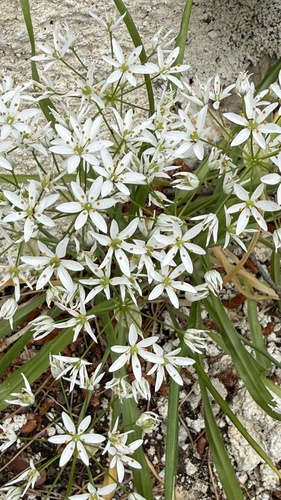 Allium subhirsutum, photograph 5