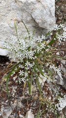 Allium subhirsutum, photograph (c) rappman, some rights reserved (CC BY)