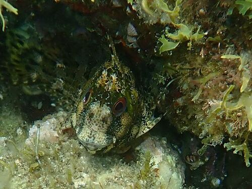 Parablennius gattorugine