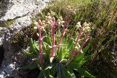 Dudleya saxosa collomiae