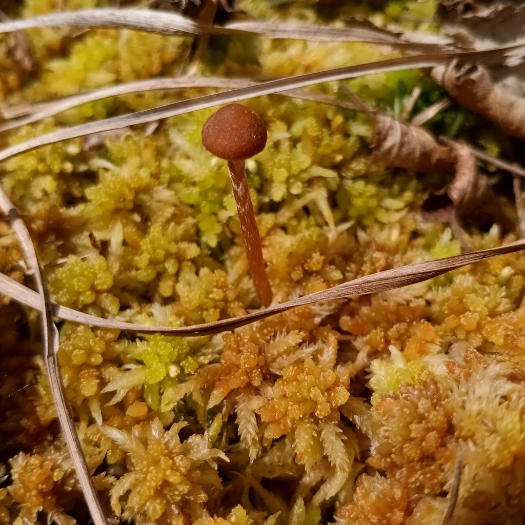 Galerina paludosa