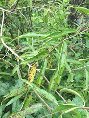 Aloysia citrodora