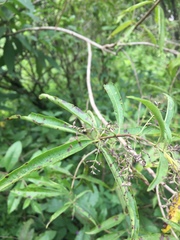 Aloysia citrodora