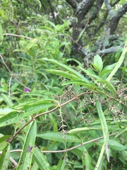 Aloysia citrodora