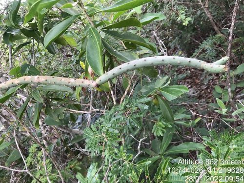 Tacinga funalis (Tacinga funalis)