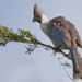 Bare-faced Go-Away-Bird - Photo (c) Tarique Sani, some rights reserved (CC BY-NC-SA)