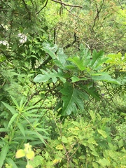 Vasconcellea quercifolia