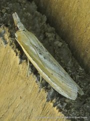 Pima albiplagiatella