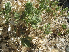 Ambrosia ilicifolia