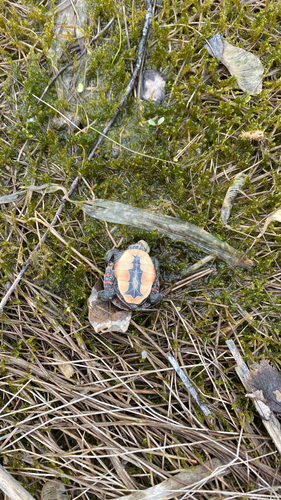 Chrysemys picta