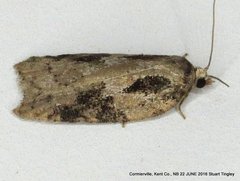 Acleris fuscana