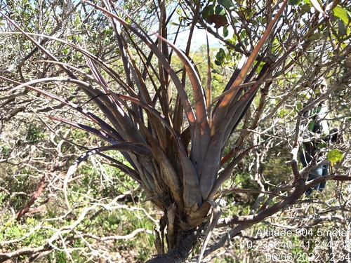 Tillandsia polystachia, photograph 4