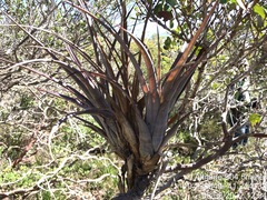 Tillandsia polystachia, photograph (c) vitordematos12, some rights reserved (CC BY-SA)