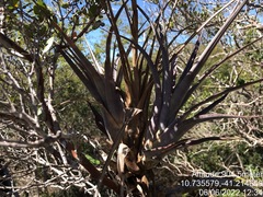 Tillandsia polystachia, photograph (c) vitordematos12, some rights reserved (CC BY-SA)
