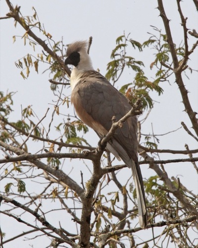 Bare-faced Go-away-bird