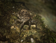 Eutyrhinus meditabundus