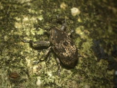 Eutyrhinus meditabundus