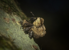 Brachyphyes thoracicus