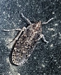 Plectoderini