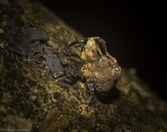 Brachyphyes thoracicus