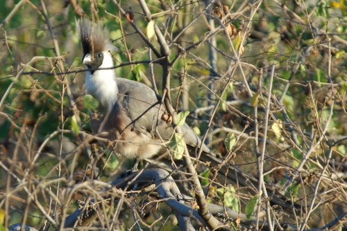 Bare-faced Go-away-bird